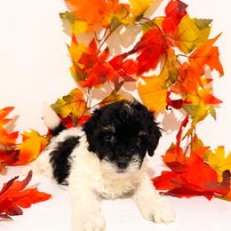 Mufasa - Black male Goldendoodle puppy in Kissimmee, Florida from Poodle Doodle Kennels