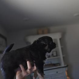 Chihuahua Puppies from Cutie Pie Chihuahua's