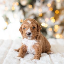 Poodle Puppies from Sweet Honey Moyen Poodles