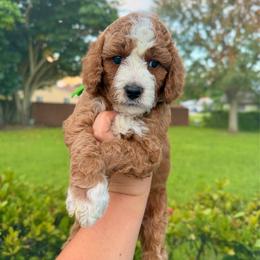 Pomodoro - Red  male Goldendoodle puppy in Miami, Florida from Jade’s Paws & Co. Of Miami LLC