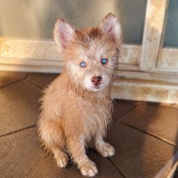 Magnolia - Merle female Pomsky puppy in Cleveland, Ohio from Lake Point Pomskies