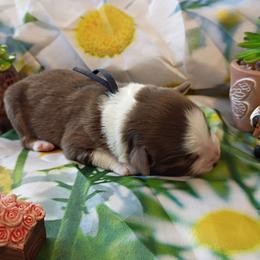 Stormy (Navy Collar) - Red tri-color male Australian Shepherd puppy in Okeechobee, Florida from Rothsolid Puppies