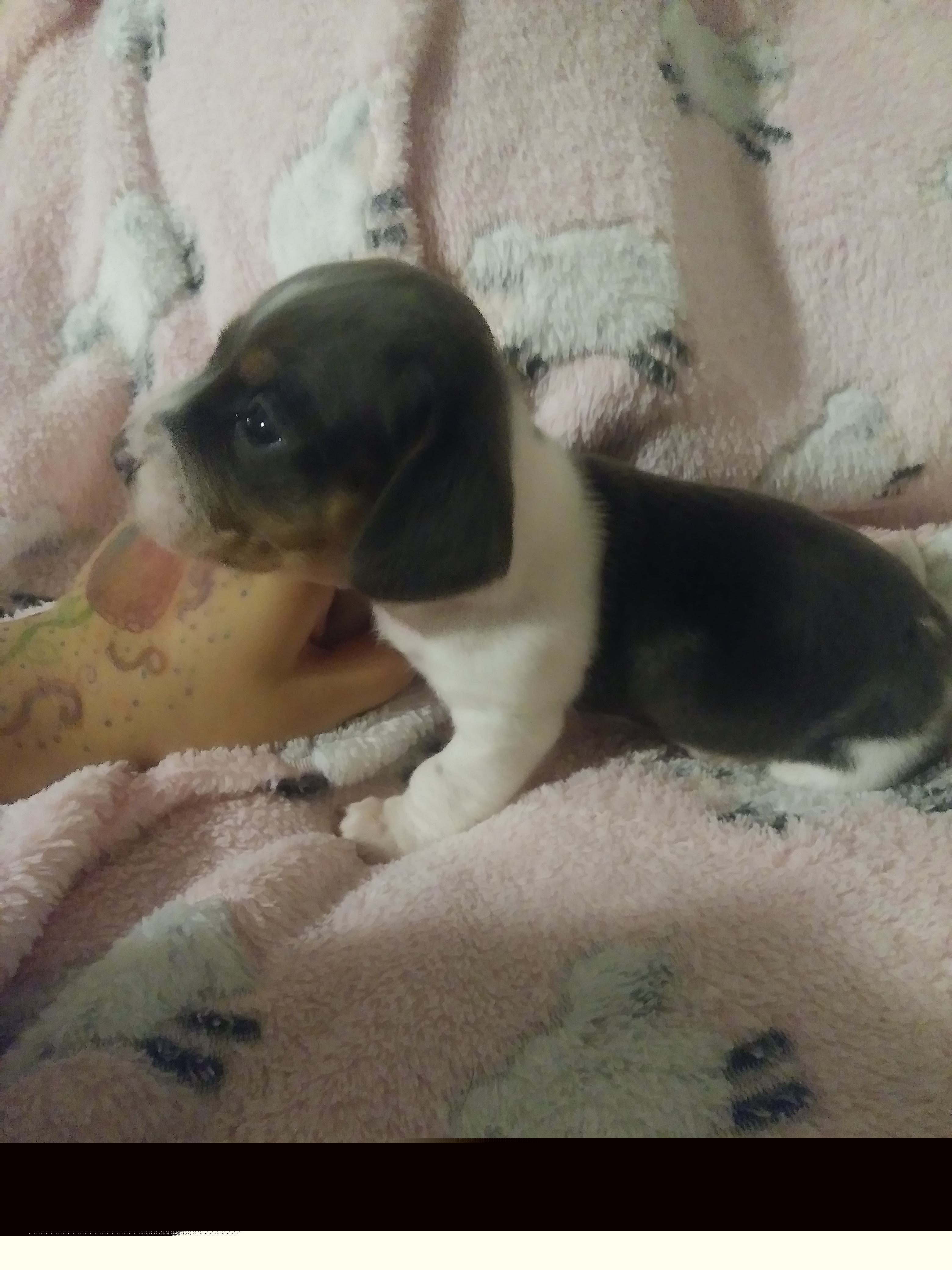 Dachshund Puppies from A&R Dachshund