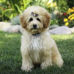 Addison - Apricot female Poodle puppy in Etna Green, Indiana from Perfect Match Poodles