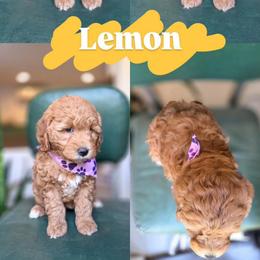 Lemon - Red female Bernedoodle puppy in Wagener, South Carolina from Noble Friend Breeders LLC
