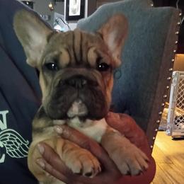 Boy 2 - Fawn and white male French Bulldog puppy in Colorado from Imperial Frenchies of Colorado