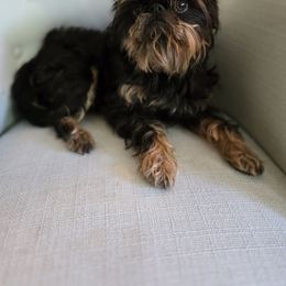 Maynard - Black and tan female Brussels Griffon puppy in Welch, Minnesota from Baringer Brussels
