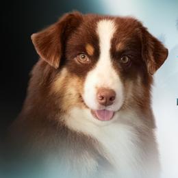 WILLOW - Miniature American Shepherd