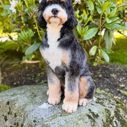 Bernedoodle and Bernese Mountain Dog All Grown Up from Butter Cup Pups and Paws