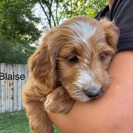 Blaise - Red  male Goldendoodle puppy in Golden, Colorado from Golden Mesa Doodles