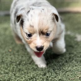 Indy - Blue merle female Toy Australian Shepherd puppy in Luling, Texas from Little Wood Toy and Mini Aussies
