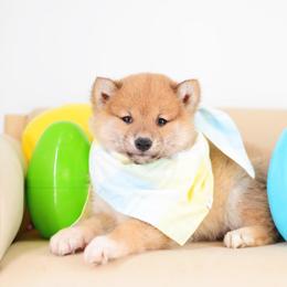 Boy 1 - Red male Shiba Inu puppy in Neosho, Missouri from Sunny Terrace Shibas