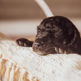 Poodle Puppies from Setting the Standard Poodles