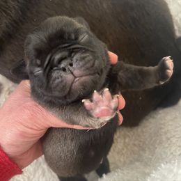 Olaf - Silver male Pug puppy in Placerville, California from Gold Leaf Farm Pugs