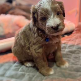 Rodeo - Brown and white male Bernedoodle puppy in Gainesville, Florida from Alyssa Xxweetdoodles