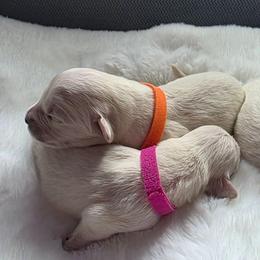 Baby girl Orange - Light golden female Golden Retriever puppy in Clarksville, Tennessee from 255 Goldens