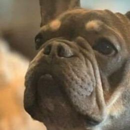 French Bulldogs from Blu Sapphire Frenchies