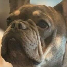 French Bulldogs from Blu Sapphire Frenchies