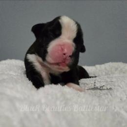 Black Beauties Battlestar - Brindle female Boxer puppy in Elizabeth City, North Carolina from Black Beauties Boxers