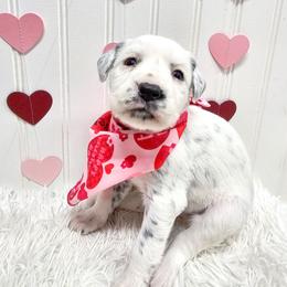 Aphrodite - White and black female Dalmatian puppy in Gray, Georgia from Fuller Spots