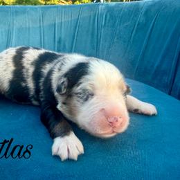 Atlas - Blue merle male Miniature Australian Shepherd puppy in Sandy Hook, Kentucky from RidgeTop Aussies
