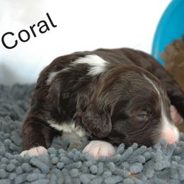 Coral - Brown and white female Portuguese Water Dog puppy in Williamsport, Pennsylvania from Petersheim Porties