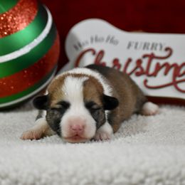 Tinsel - Sable female Pembroke Welsh Corgi puppy in Gober, Texas from Trigger Time Kennels