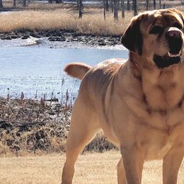 Labrador Retrievers from Dunroamin’ Labradors