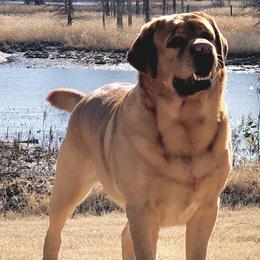 Labrador Retrievers from Dunroamin’ Labradors