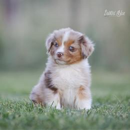 Denali - Red merle male Australian Shepherd puppy in Herriman, Utah from Painted Blue Aussies