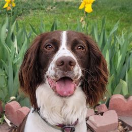 Athena - English Springer Spaniel