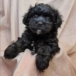 Amelia - Black female Poodle puppy in Bartlesville, Oklahoma from Winchester's Magic Yorkipoos & Poodles