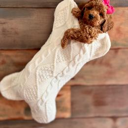 Bernedoodle and Poodle Puppies from Miranda’s Sunshine Poodles and Doodles