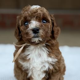 Pink - Red  female Poodle puppy in West Hamlin, West Virginia from My Vision Poodles