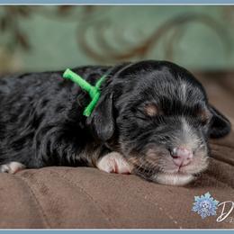 Connor - Black white and tan male Cockapoo puppy in Connersville, Indiana from Deaz Doodle Ranch