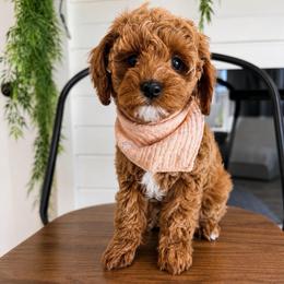 Mary now Birdie Mae - Red female Cavapoo puppy in Ephrata, Washington from Mustard Seed Doodle Co.
