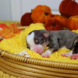 Omen - Blue merle male Bernedoodle puppy in Fort Myers, Florida from Little Golden Farm