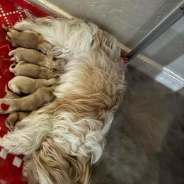Boy 3 - Gold and white male Shorkie puppy in San Tan Valley, Arizona from Great Mates