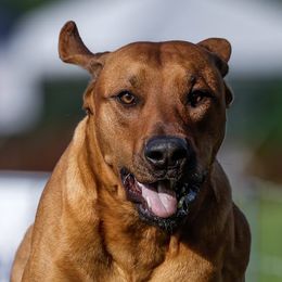 Griffin - Rhodesian Ridgeback