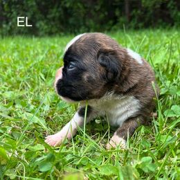 Boxer Puppies from Von Royal Dell’Infinite