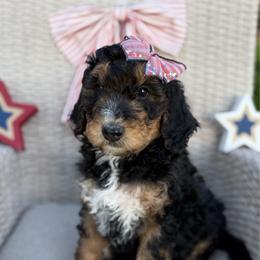 Kaia - Phantom female Bernedoodle puppy in Perrysville, Ohio from Pleasant Valley Bernedoodles