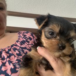 Yorkshire Terrier Puppies from Needmore Yorkies