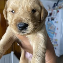 Missy - Golden female Golden Retriever puppy in Wind Gap, Pennsylvania from Supreme Goldens