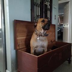 Roux - Black Mouth Cur