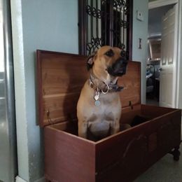 Roux - Black Mouth Cur