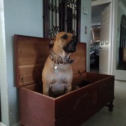 Roux - Black Mouth Cur