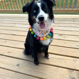 Luna - Australian Shepherd