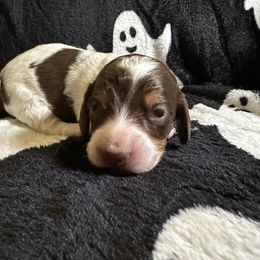 Aries - Piebald female Dachshund puppy in Mount Airy, North Carolina from Pine Ridge Mini Doxies