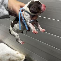 Blue boy - Tri-Roan male English Springer Spaniel puppy in Fairfield, California from Goldridge Springers