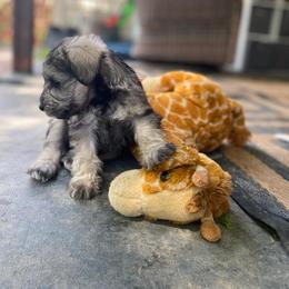 Miniature Schnauzer Puppies from Wahl 2 Wahl Schnauzers